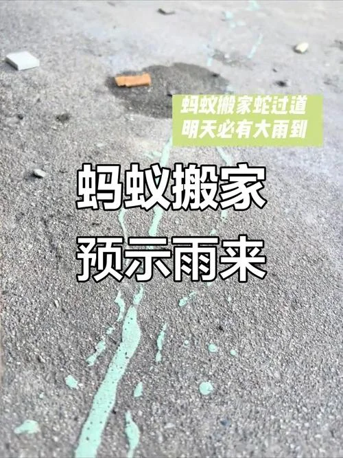梦到下雨天路上好多蛇_1