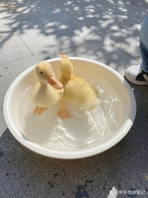 梦到捡到一只小鸭子_1