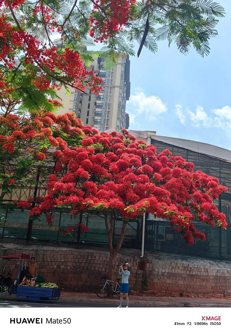 梦见大树开花非常漂亮_1