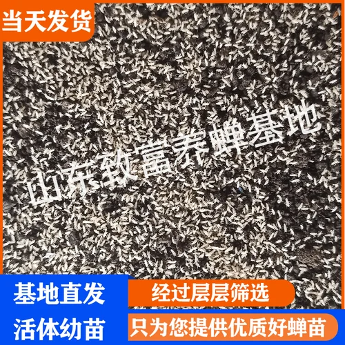 金蝉种子从什么地方买-金蝉种子哪里买
