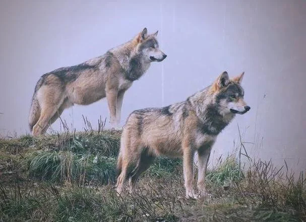 梦见狼和狗是什么意思_2