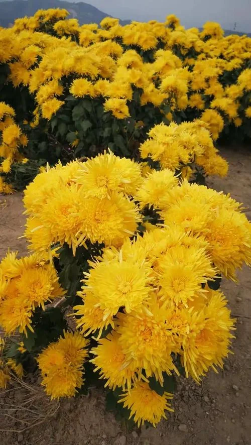 梦到被别人爆菊花_2