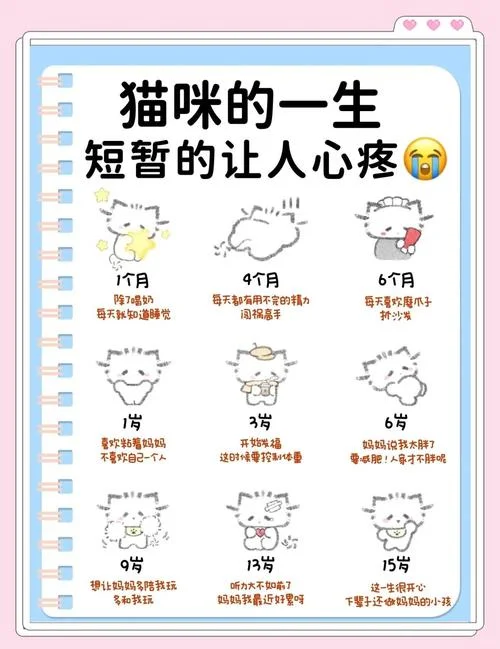 小古猫进化历史-小古猫进化史