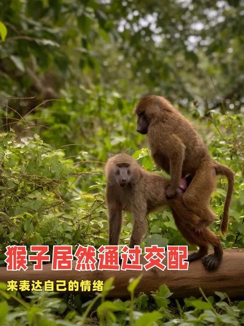 周公解梦梦见猴子_1