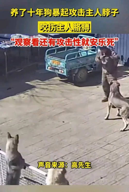 梦见狗咬脖子_1