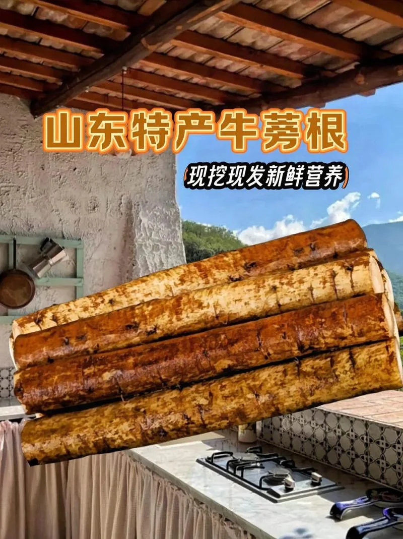 牛蒡根多少钱一斤_1