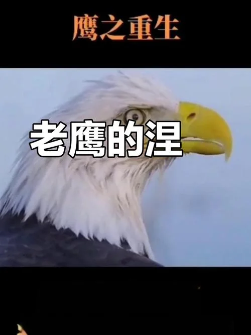 老鹰的重生感悟_2