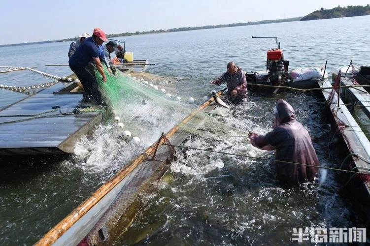 梦见用网捕鱼_1