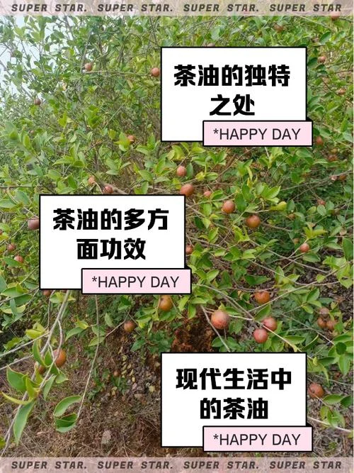纯茶油多少钱一斤_1