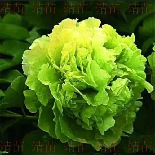 洛阳牡丹多少钱一盆_2