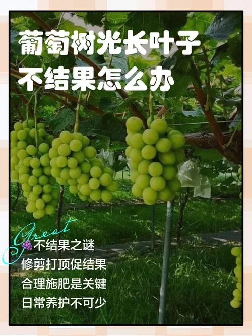 梦见吃葡萄是什么意思_1
