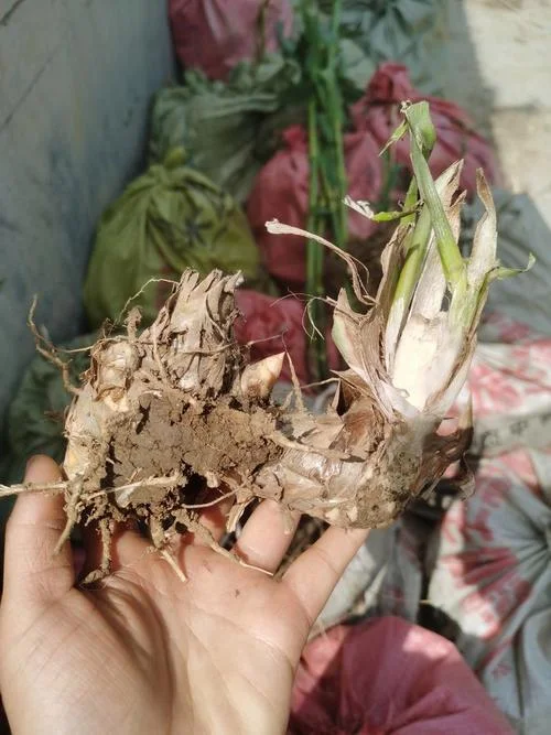 绿洲一号一亩需要多少钱_2