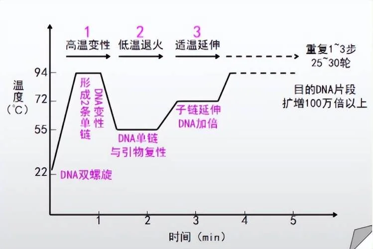 基因诊断的基本原理-基因诊断基本原理