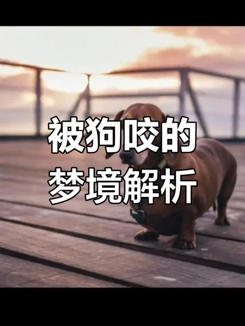梦见被狗追打狗_1