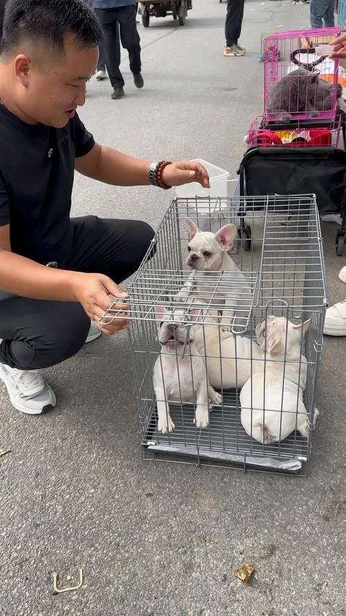 法斗价格多少钱一只_2