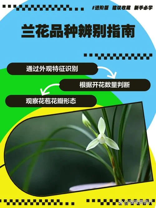 兰花几月开放标准答案_1