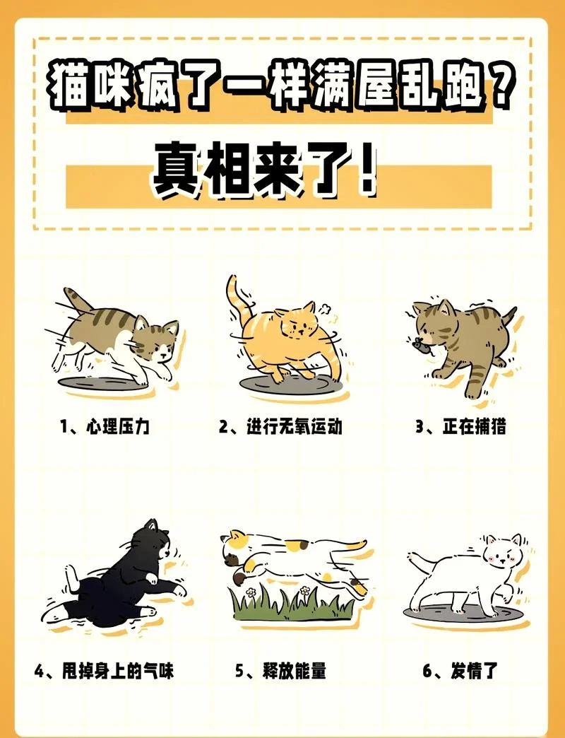 梦到猫往身上扑甩不掉还咬我-梦中猫扑甩不掉咬人
