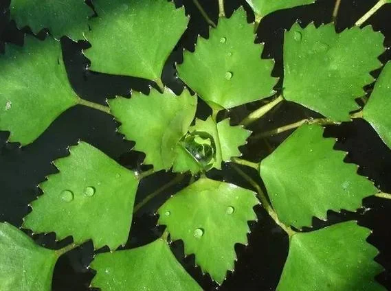 梦见下河游泳并翻菱角-梦游下河游泳翻菱角