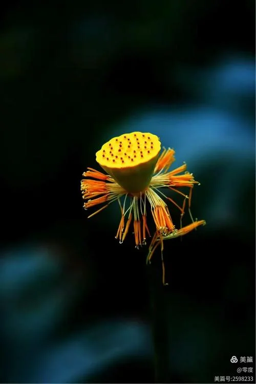 临水照花人下一句_2