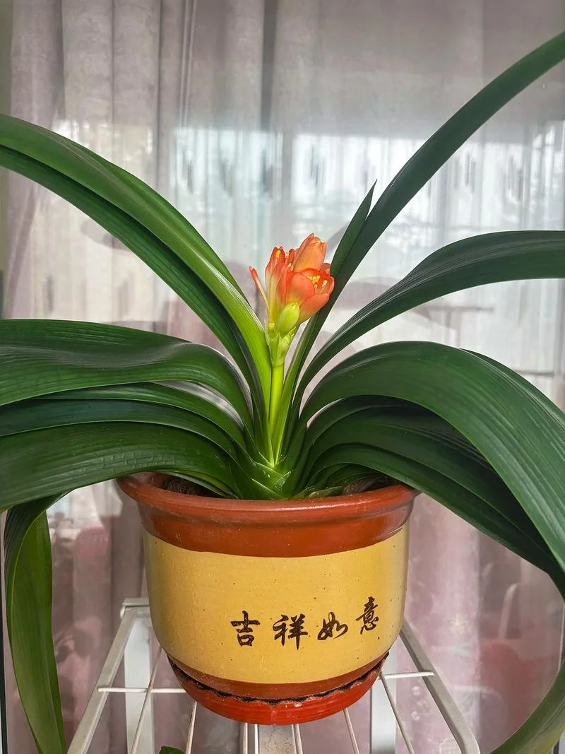 君子兰开花_1