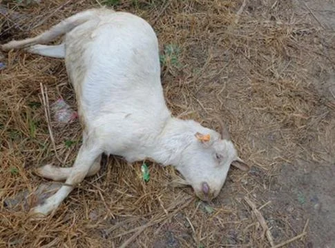 周公解梦梦见别人死了_1