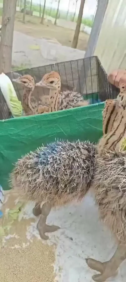 驼鸟幼苗多少钱一只_1