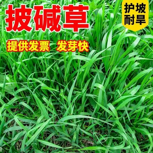 高羊茅种子多少钱一斤_2