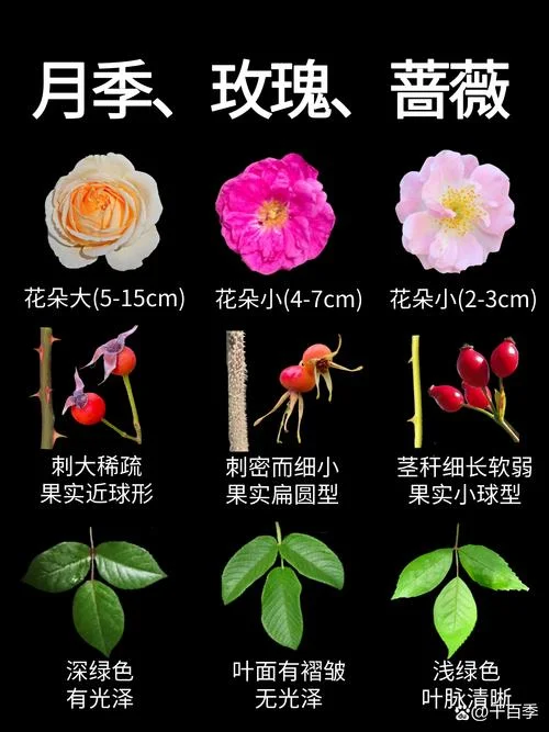 玫瑰花几月开-玫瑰花期多久