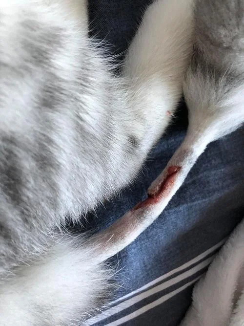 梦见猫的尾巴断了_2