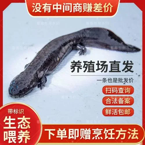 娃娃鱼苗多少钱一条_1