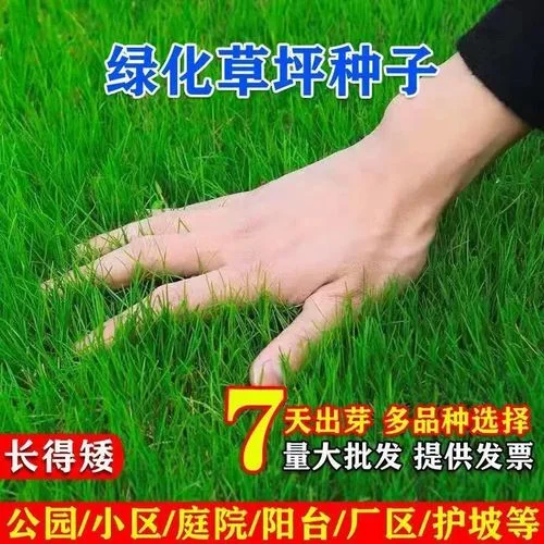 高羊茅种子多少钱一斤_1