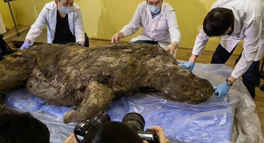 梦见腐烂的动物死尸_2