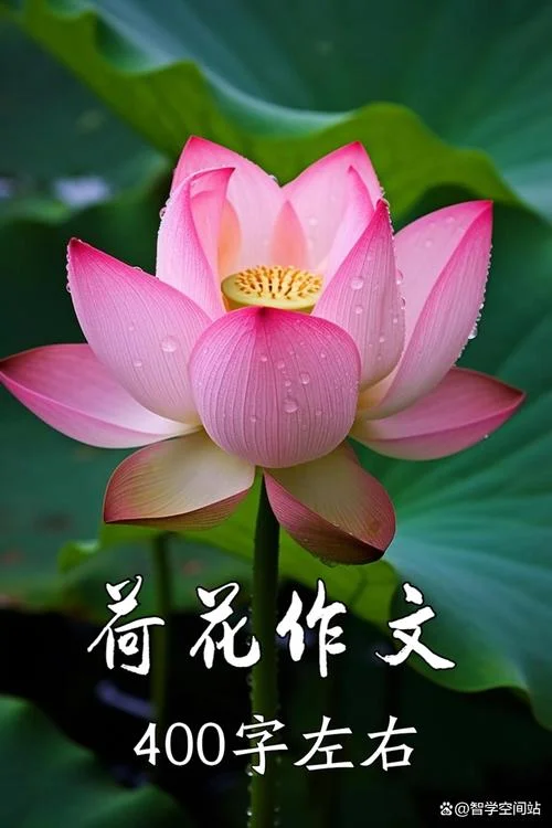荷花怎么写才有味道-写荷花要合乎情理