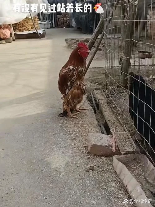 梦见在路上捡到一只鸡_1