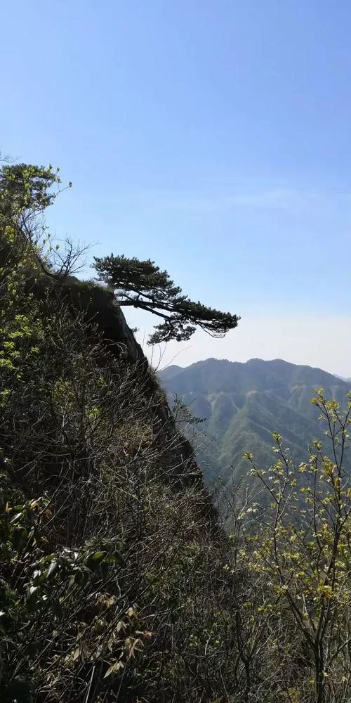 梦见爬上树梢_2