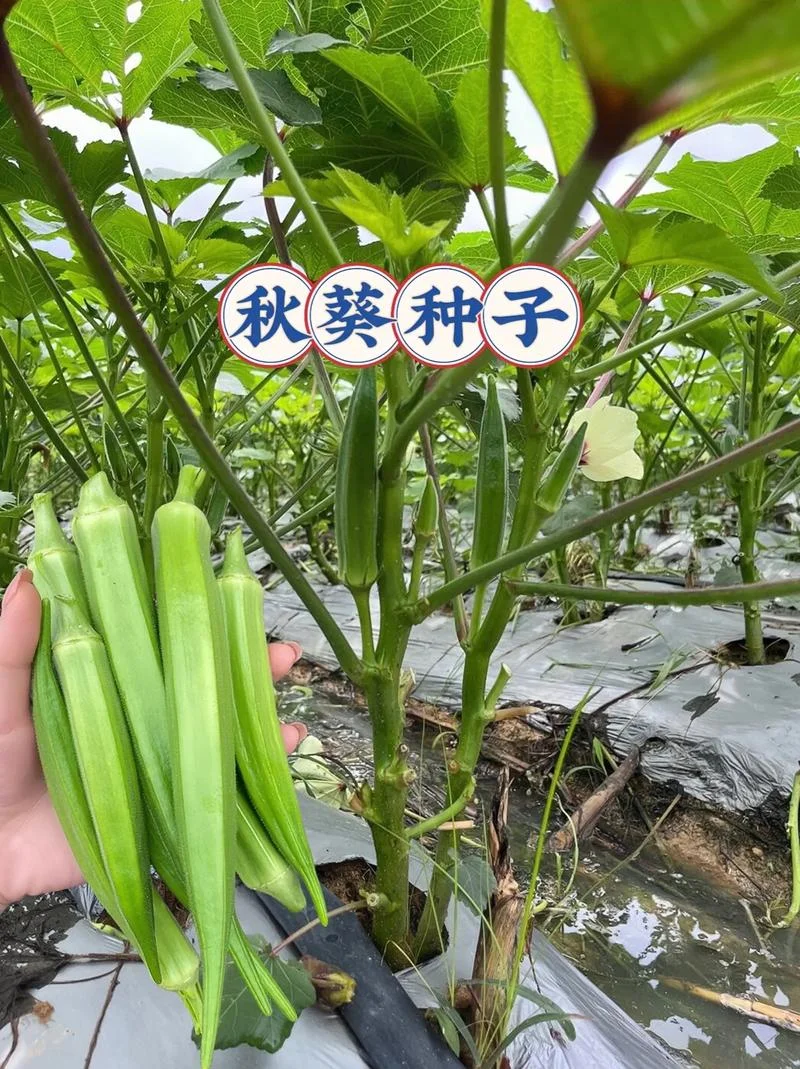 秋葵种子多少钱一斤_1