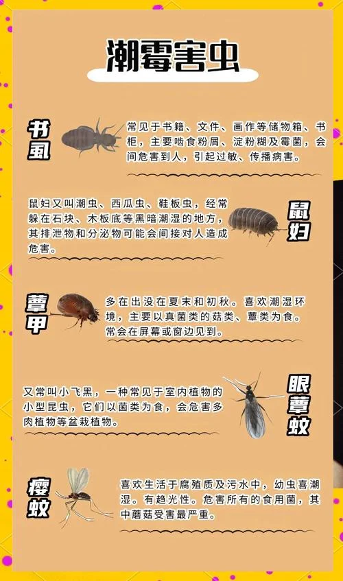 吸脂虫简介-吸脂虫简介精简