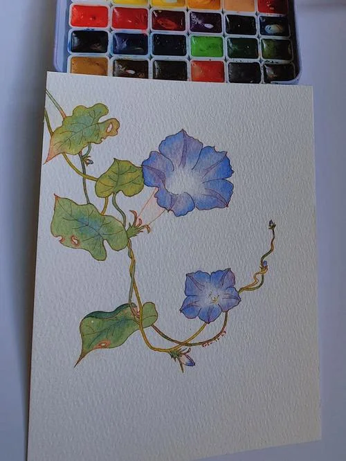 牵牛花简笔画有颜色_1