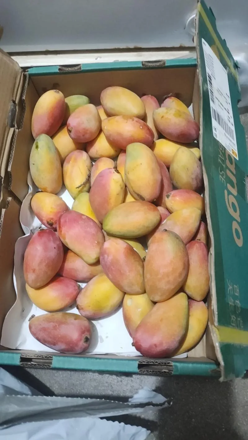 广西芒果多少钱一斤_1