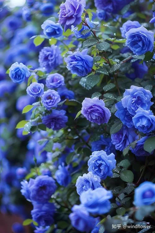 送生日奶奶什么花-送花给奶奶