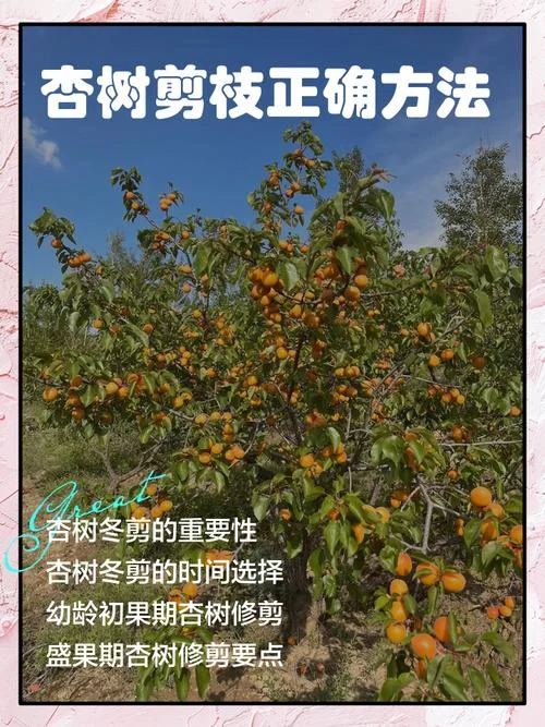 果树在几月份修剪_1