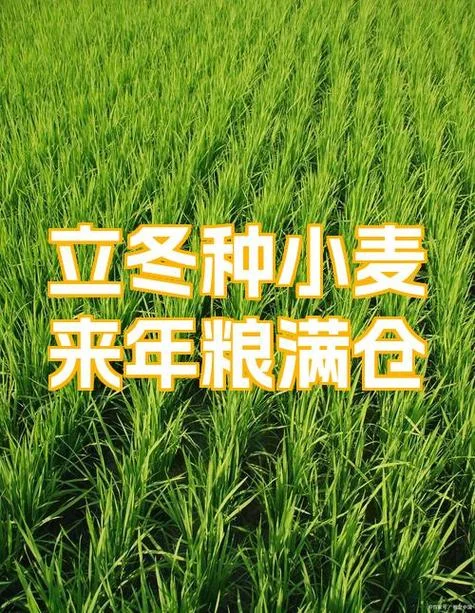 粮满仓的上一句是什么_2