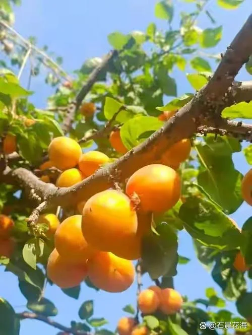 梦见杏子熟了摘杏子_1
