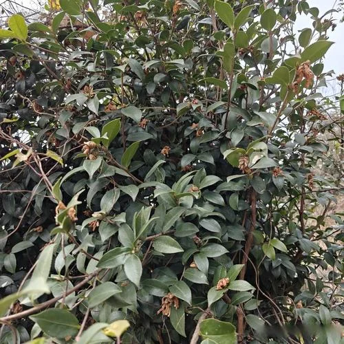 油茶30亩可收入多少钱_1