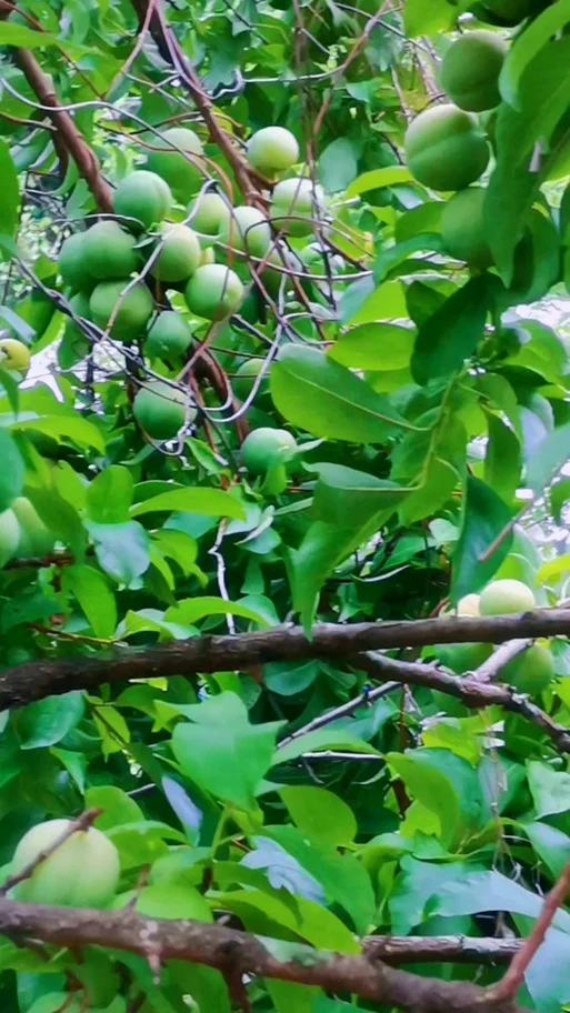 梦见吃李子吃到虫子_2