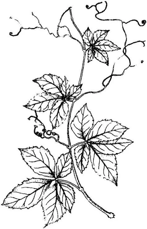 爬山虎简笔画很多叶子-爬山虎简笔画多叶