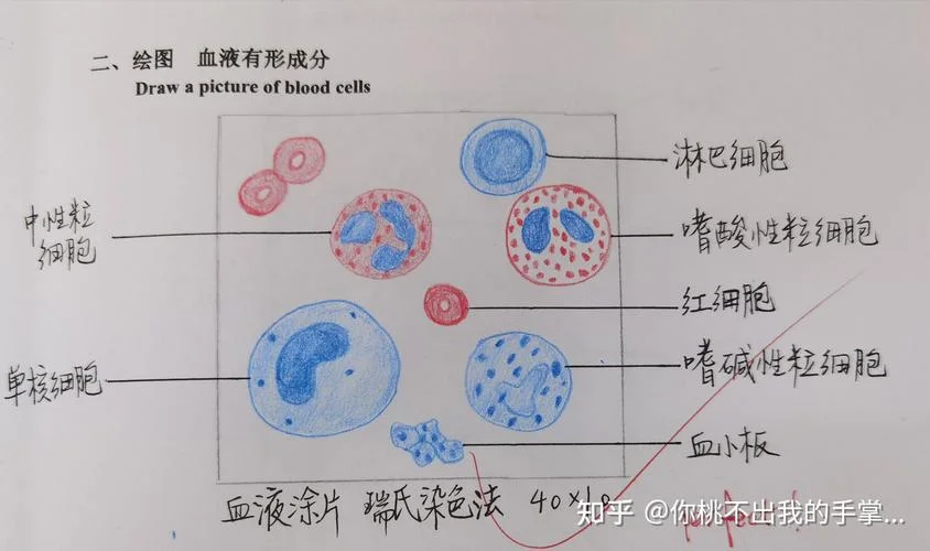 成熟红细胞怎么画_1