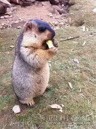 甘孜措普沟今年底开工建路开发旅游处女地