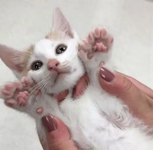 网友给猫剪指甲剪到崩溃,猫不好意思我六指