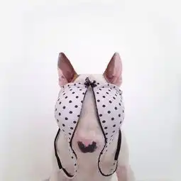 牛头梗蠢萌界的扛把子